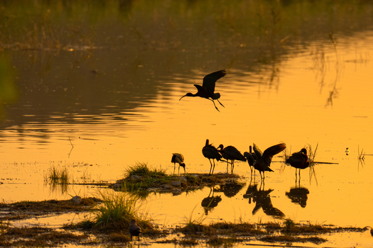 View of Glossy Ibis birds wading and flying over a tranquil wetland during golden hour with warm reflections on the water surface Kallar Kahar Punjab Pakistan. View of Glossy Ibis birds wading and flying over a tranquil wetland during golden hour with warm reflections on the water surface Kallar Kahar Punjab Pakistan.