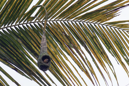 View of a Baya Weaver peering from its intricate hanging nest suspended from a palm frond under an overcast sky in Dehong Dai and Jingpo Autonomous Prefecture Yunnan China. View of a Baya Weaver peering from its intricate hanging nest suspended from a palm frond under an overcast sky in Dehong Dai and Jingpo Autonomous Prefecture Yunnan China.