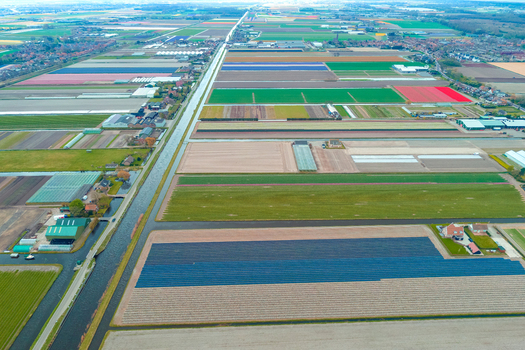 Aerial view of colorful flower bulb fields arranged in geometric patterns with irrigation canals and greenhouses in the Netherlands.