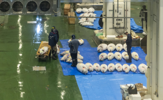 Koto City Japan 25 January 2026 View of workers inspecting large tuna fish laid out on blue tarps at the Toyosu Market. Koto City Japan 25 January 2026 View of workers inspecting large tuna fish laid out on blue tarps at the Toyosu Market.