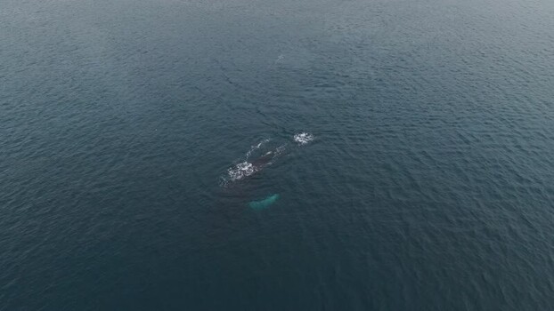 Aerial view of a whale surfacing in the ocean Greenland. Aerial view of a whale surfacing in the ocean Greenland.