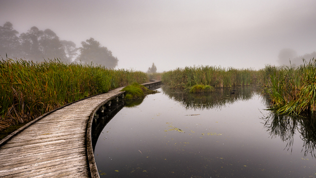 View of the wooden boardwalk winding through the misty Pekapeka Wetland surrounded by tall reeds and calm water in the Hawke s Bay Region New Zealand.