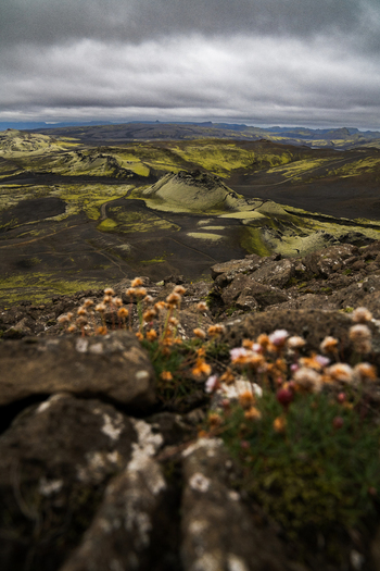 View of volcanic landscape with moss covered lava fields under a dramatic sky contrasted by delicate wildflowers Skaftárhreppur Iceland. View of volcanic landscape with moss covered lava fields under a dramatic sky contrasted by delicate wildflowers Skaftárhreppur Iceland.