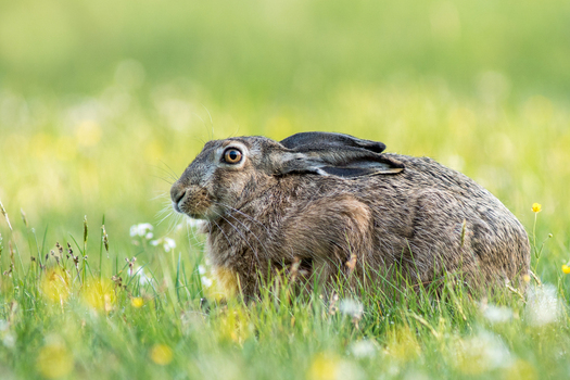 View of a European hare sitting in a lush green meadow filled with yellow wildflowers in Debrzno Pomeranian Voivodeshi Poland.