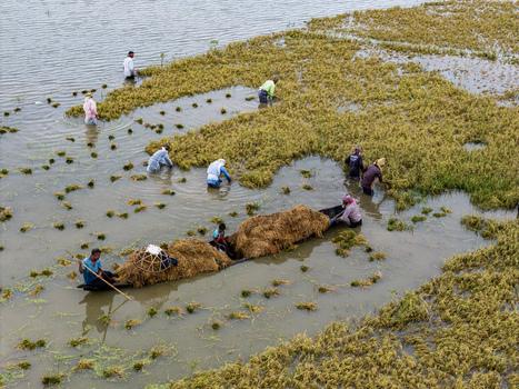 Itna Bangladesh 04 May 2026 Aerial view of farmers harvesting rice in flooded fields with small wooden boats and golden crops. Itna Bangladesh 04 May 2026 Aerial view of farmers harvesting rice in flooded fields with small wooden boats and golden crops.