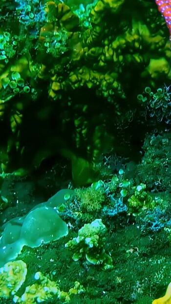 View of vibrant coral reef ecosystem in Bali Indonesia. View of vibrant coral reef ecosystem in Bali Indonesia.
