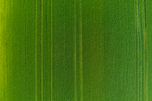View of a lush green agricultural field with parallel tractor tracks running through the crops in Romania. View of a lush green agricultural field with parallel tractor tracks running through the crops in Romania.