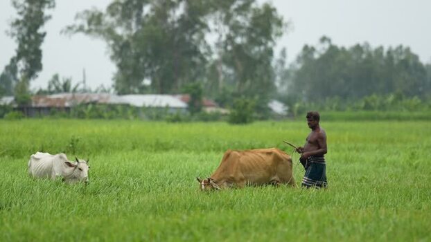 View of a farmer tending to cows in a green field Bangladesh. View of a farmer tending to cows in a green field Bangladesh.