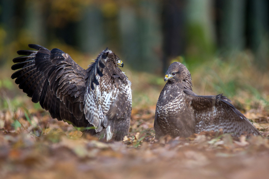View of two common buzzards interacting on the forest floor with brown autumn leaves in Debrzno Pomeranian Voivodeship Poland.