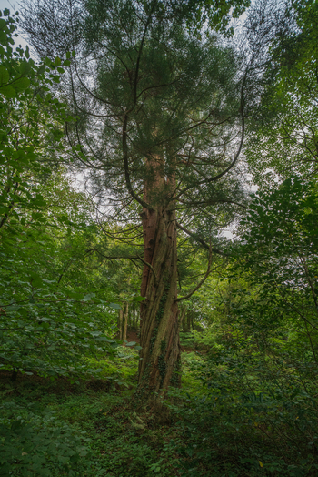View of a tall ancient twisted tree trunk standing in the lush green woodland of Luxulyan Valley Luxulyan Bodmin Cornwall United Kingdom. View of a tall ancient twisted tree trunk standing in the lush green woodland of Luxulyan Valley Luxulyan Bodmin Cornwall United Kingdom.