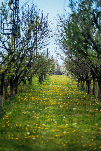 View of a vibrant meadow dotted with yellow flowers between rows of trees in early spring bathed in soft light Sremska Mitrovica Vojvodina Serbia. View of a vibrant meadow dotted with yellow flowers between rows of trees in early spring bathed in soft light Sremska Mitrovica Vojvodina Serbia.