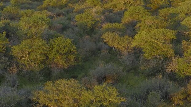 Aerial view of oryx in the bushveld South Africa.