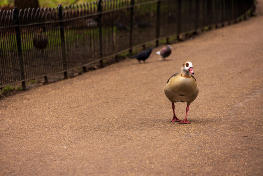 View of an Egyptian goose walking on a gravel path in a city park with pigeons and a metal fence in the background London England United Kingdom. View of an Egyptian goose walking on a gravel path in a city park with pigeons and a metal fence in the background London England United Kingdom.