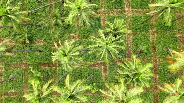 Aerial view of coconut farm in India.