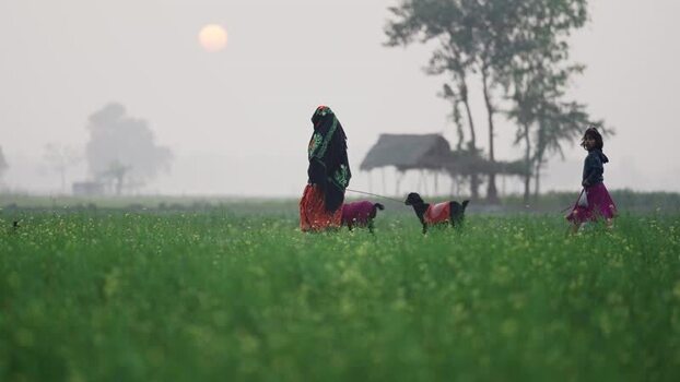View of a woman and girl walking with goats in a field Bangladesh.