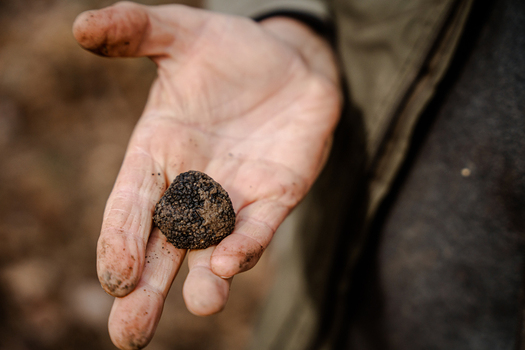 View of a truffle held delicately in a weathered hand earthy tones contrasting with the dark delicacy a moment of culinary discovery Pula Croatia.