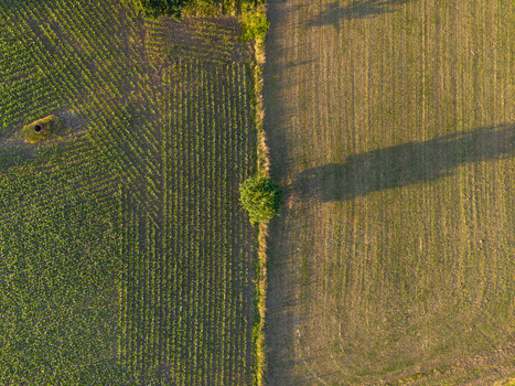 Aerial view of a corn field adjacent to a grassy field with a single tree casting a long shadow in the golden light of late afternoon in Hasselt Flanders Belgium. Aerial view of a corn field adjacent to a grassy field with a single tree casting a long shadow in the golden light of late afternoon in Hasselt Flanders Belgium.