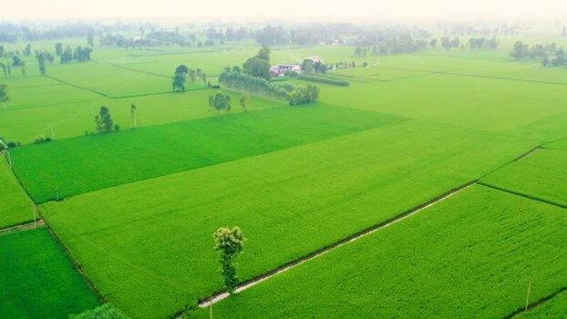 Aerial view of lush green agricultural fields in Patna India.