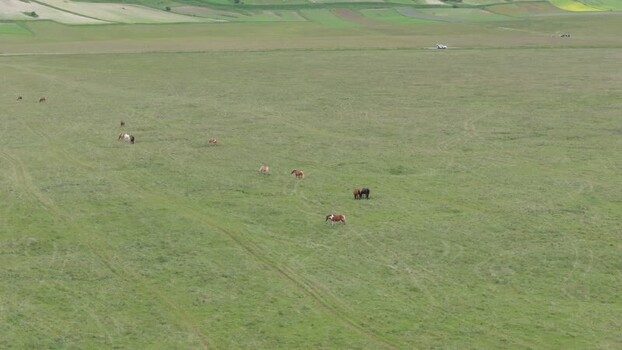 Aerial view of horses grazing in Castelluccio Italy.