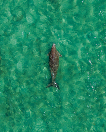 Aerial view of a dugong swimming in the clear turquoise waters off the coast of Moreton Island in Kooringal Queensland Australia.