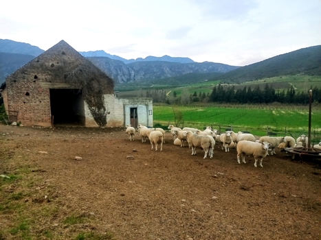 View of a flock of sheep grazing in a dirt enclosure next to an old stone barn with green fields and mountains in the background in Robertson Western Cape South Africa. View of a flock of sheep grazing in a dirt enclosure next to an old stone barn with green fields and mountains in the background in Robertson Western Cape South Africa.
