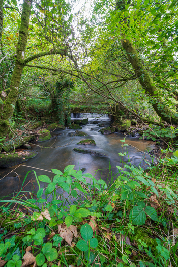 View of the tranquil stream flowing through the lush woodland of Luxulyan Valley in Luxulyan Bodmin Cornwall United Kingdom. View of the tranquil stream flowing through the lush woodland of Luxulyan Valley in Luxulyan Bodmin Cornwall United Kingdom.