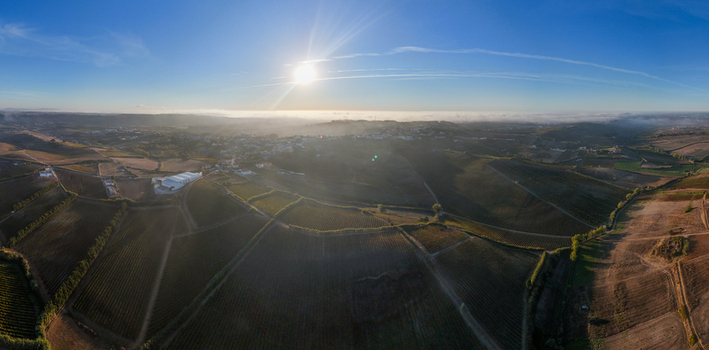 Aerial view of a vast vineyard landscape at golden hour with rolling hills mist in the distance and warm sunlight illuminating the rows of vines in Portugal. Aerial view of a vast vineyard landscape at golden hour with rolling hills mist in the distance and warm sunlight illuminating the rows of vines in Portugal.