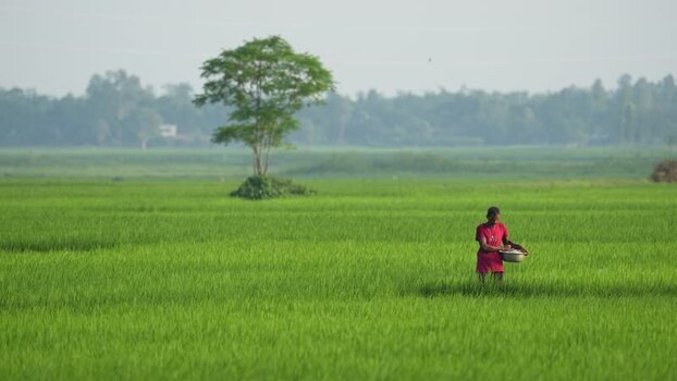View of a farmer working in a green rice field in Bogura Bangladesh. View of a farmer working in a green rice field in Bogura Bangladesh.