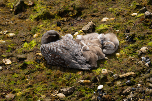 View of a steamer duck resting with its fluffy ducklings on a mossy rocky shoreline in Stanley East Falkland Falkland Islands.