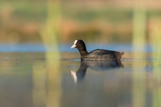 View of a Eurasian coot swimming in calm water with a clear reflection and soft blurred background in Debrzno Pomeranian Voivodeship Poland. View of a Eurasian coot swimming in calm water with a clear reflection and soft blurred background in Debrzno Pomeranian Voivodeship Poland.
