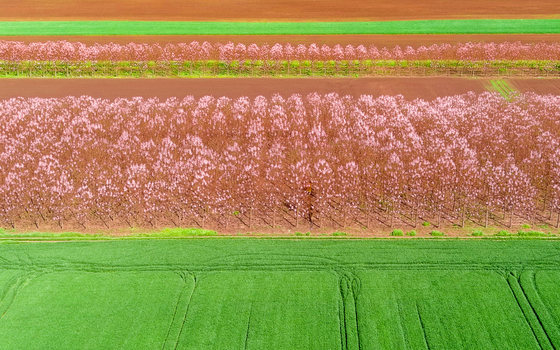 Aerial view of rows of pink flowering trees planted in a field alongside vibrant green crops under bright daylight in Bulgaria. Aerial view of rows of pink flowering trees planted in a field alongside vibrant green crops under bright daylight in Bulgaria.