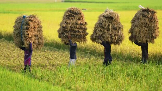 View of farmers carrying harvested rice on their heads Bangladesh. View of farmers carrying harvested rice on their heads Bangladesh.