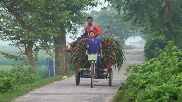 View of a man riding a tricycle loaded with green fodder Bangladesh. View of a man riding a tricycle loaded with green fodder Bangladesh.