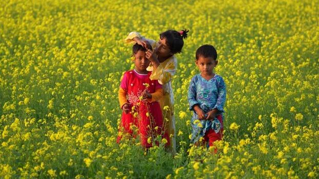 View of children in a yellow mustard flower field Bangladesh. View of children in a yellow mustard flower field Bangladesh.