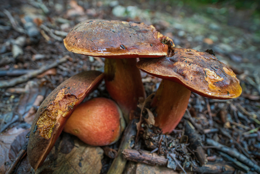 View of wild mushrooms growing on the damp forest floor in Deer Park Looe Cornwall United Kingdom. View of wild mushrooms growing on the damp forest floor in Deer Park Looe Cornwall United Kingdom.