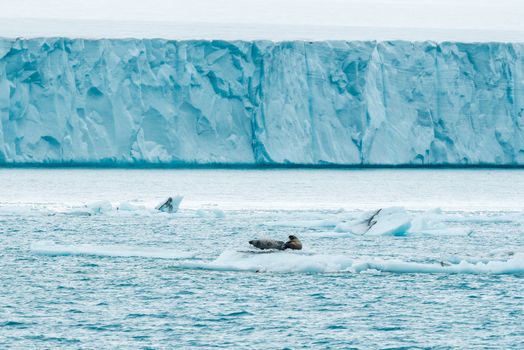 Svalbard and Jan Mayen 26 July 2025 View of walruses resting on a floating ice floe in front of a massive blue glacier wall and calm arctic waters. Svalbard and Jan Mayen 26 July 2025 View of walruses resting on a floating ice floe in front of a massive blue glacier wall and calm arctic waters.