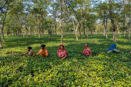 Panchagarh Bangladesh 23 November 2019 Aerial view of women picking tea leaves in a lush garden with tall trees in the background. Panchagarh Bangladesh 23 November 2019 Aerial view of women picking tea leaves in a lush garden with tall trees in the background.