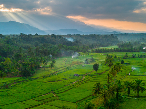 Aerial view of Taba Tembilang rice terraces surrounded by palm trees and lush vegetation under a dramatic sunset sky with sun rays in Arga Makmur Bengkulu Indonesia. Aerial view of Taba Tembilang rice terraces surrounded by palm trees and lush vegetation under a dramatic sunset sky with sun rays in Arga Makmur Bengkulu Indonesia.