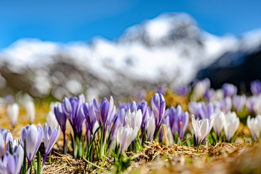 View of purple and white crocus flowers blooming in a mountain meadow with blurred snow capped peaks under a clear blue sky in Madesimo Lombardy Italy. View of purple and white crocus flowers blooming in a mountain meadow with blurred snow capped peaks under a clear blue sky in Madesimo Lombardy Italy.