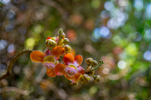 View of a vibrant cannonball tree flower with orange petals and pink stamens blooming in a tropical garden in Costa Rica.