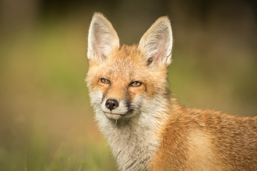 View of a young red fox with alert ears and soft fur standing in a grassy field in Debrzno Pomeranian Voivodeship Poland. View of a young red fox with alert ears and soft fur standing in a grassy field in Debrzno Pomeranian Voivodeship Poland.