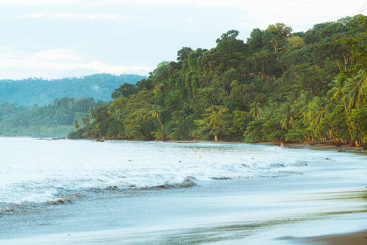View of a lush tropical beach with dense rainforest vegetation meeting the sandy shore and gentle waves rolling onto the coast in Costa Rica.