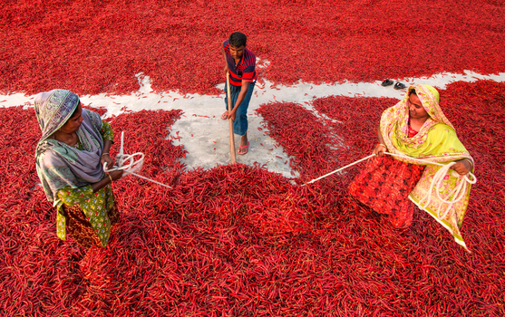 Bogura Bangladesh 13 March 2018 View of workers spreading and drying a vast field of vibrant red chili peppers under the sun. Bogura Bangladesh 13 March 2018 View of workers spreading and drying a vast field of vibrant red chili peppers under the sun.