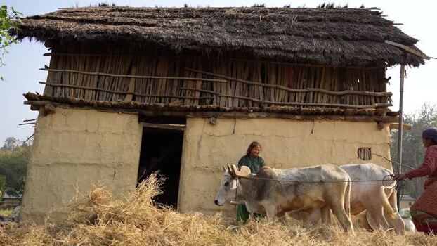 View of people with oxen by a traditional house in Nepal. View of people with oxen by a traditional house in Nepal.