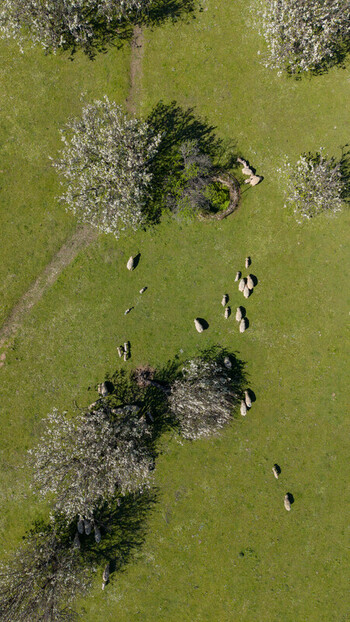 Aerial view of sheep dotting a vibrant green pasture nestled among blooming trees casting long shadows across the sunlit landscape Navas del Madrono Extremadura Spain.
