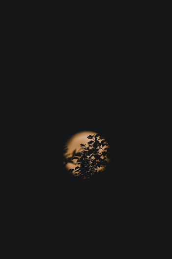 View of the moon partially obscured by tree branches in silhouette against a dark night sky in Laane County Estonia.