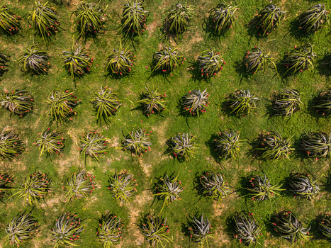 Aerial view of a dragon fruit plantation with rows of green pitaya plants and vibrant red fruits growing in a field in Vietnam. Aerial view of a dragon fruit plantation with rows of green pitaya plants and vibrant red fruits growing in a field in Vietnam.