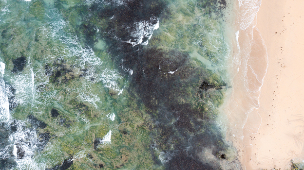 Aerial view of the turquoise waters and sandy shoreline at Constantine Bay with dark seaweed and white waves in Padstow Cornwall United Kingdom. Aerial view of the turquoise waters and sandy shoreline at Constantine Bay with dark seaweed and white waves in Padstow Cornwall United Kingdom.