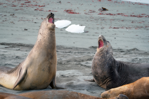 View of two elephant seals vocalizing with open mouths on a sandy beach with ice chunks and red algae in Antarctica. View of two elephant seals vocalizing with open mouths on a sandy beach with ice chunks and red algae in Antarctica.