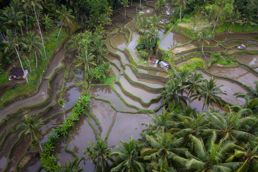 Aerial view of the Tegalalang Rice Terrace with water filled paddies and lush palm trees in Tegalalang Bali Indonesia. Aerial view of the Tegalalang Rice Terrace with water filled paddies and lush palm trees in Tegalalang Bali Indonesia.